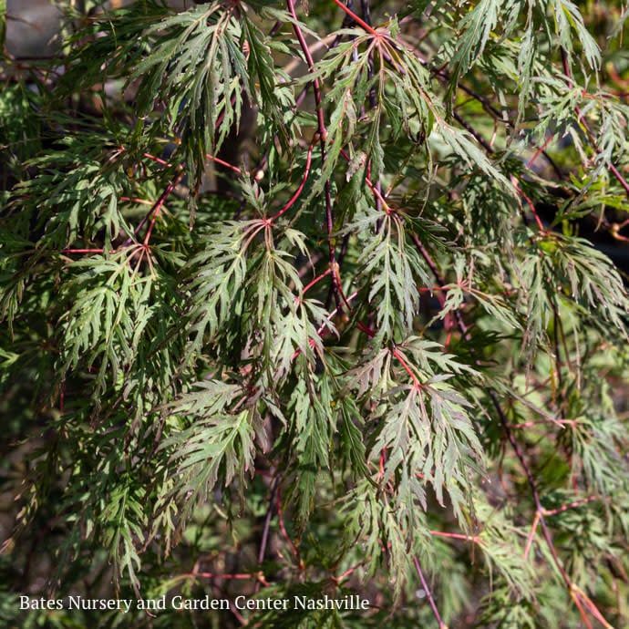 #10 Acer pal var diss Orangeola/ Weeping Red Japanese Maple