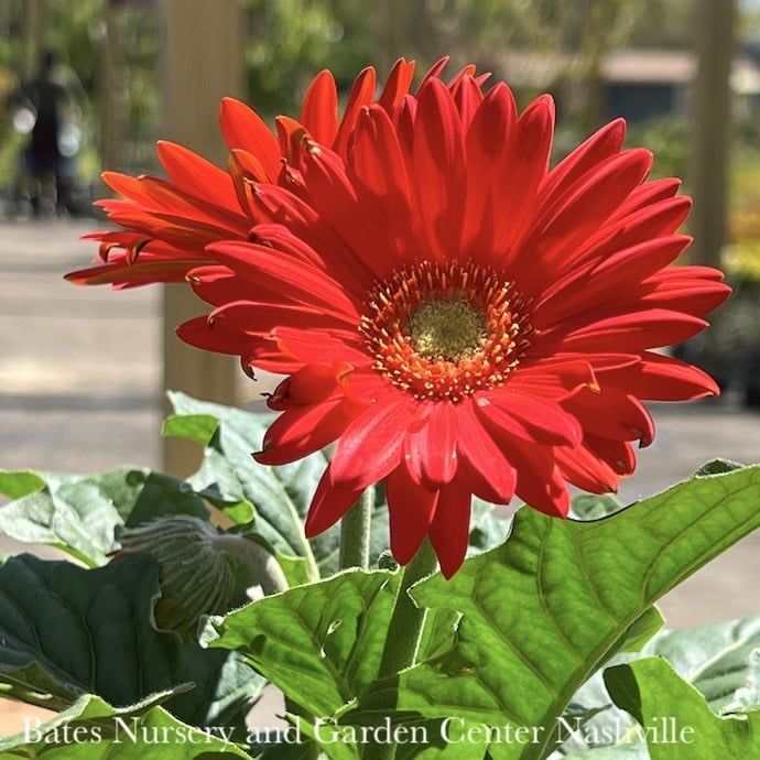 #1 Gerbera james Revolution &#39;Orange&#39;/ Gerber Daisy