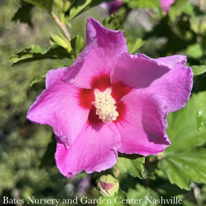 Topiary Patio Tree #7 Hibiscus syr Aphrodite/ Pink Rose Of Sharon/ Althea