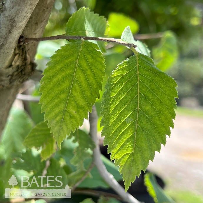 #30 Ulmus amer New Harmony/ American Elm Native (TN)