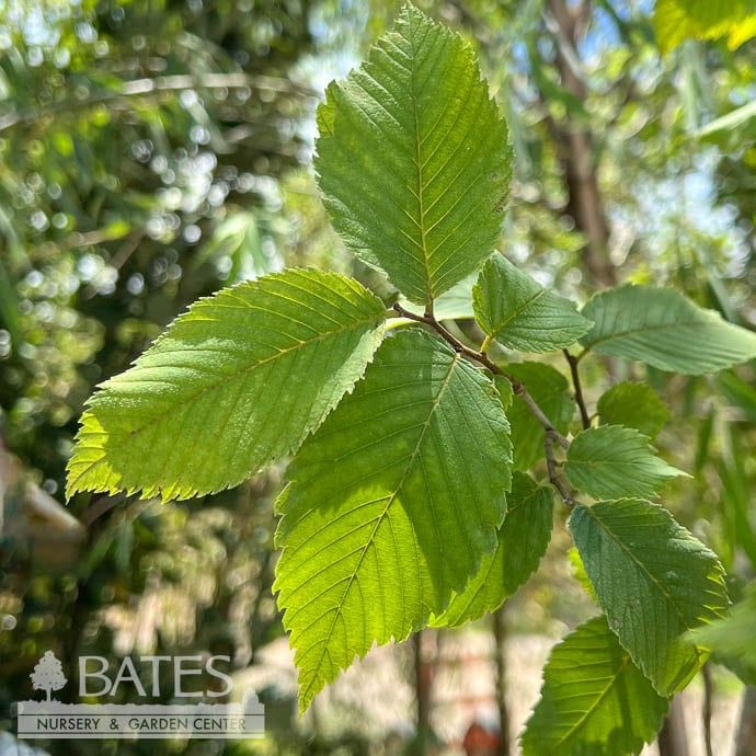 #30 Ulmus amer New Harmony/ American Elm Native (TN)