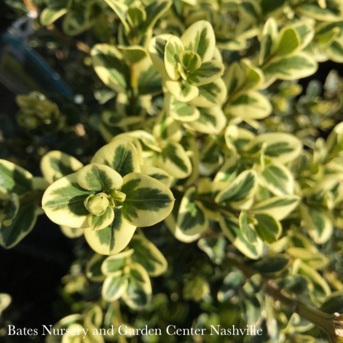 Topiary Pyramid #10  30&quot; Buxus semp Variegata/ Variegated Boxwood