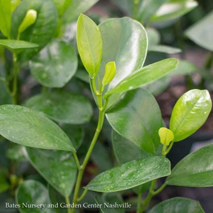 8p! Ficus Moclame Braid  /Tropical