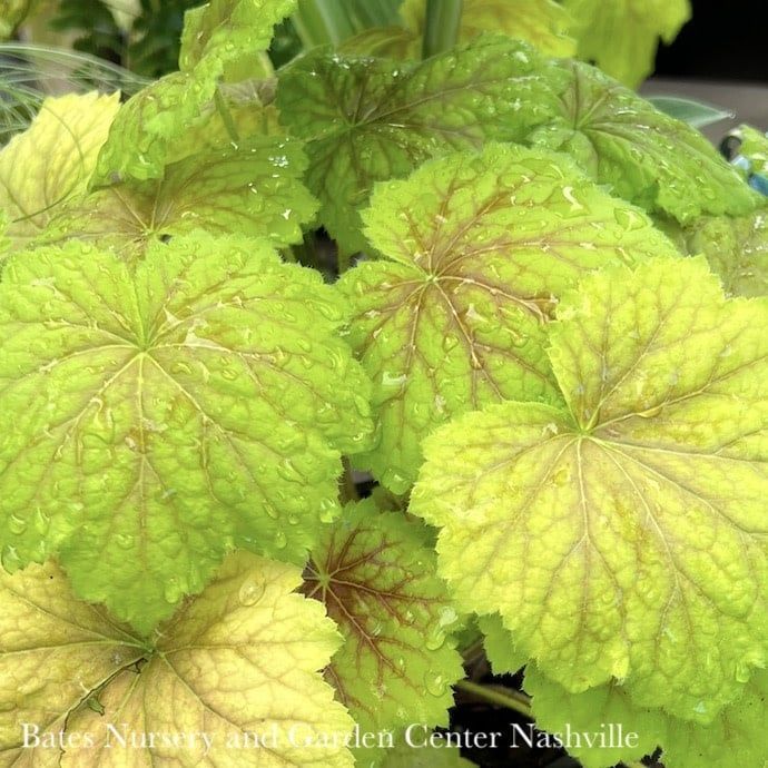 #1 Heuchera x High Hopes/ Coral Bells