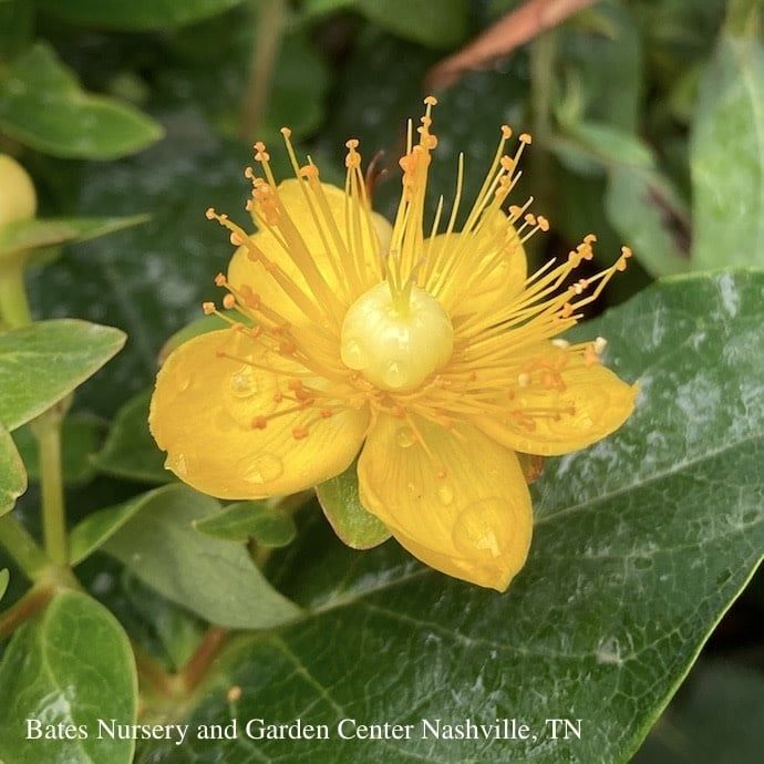 #1 Hypericum x PW Miracle &#39;Horizon&#39;/ St John&#39;s Wort