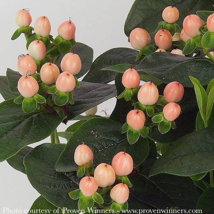 #1 Hypericum x PW Miracle &#39;Horizon&#39;/ St John&#39;s Wort