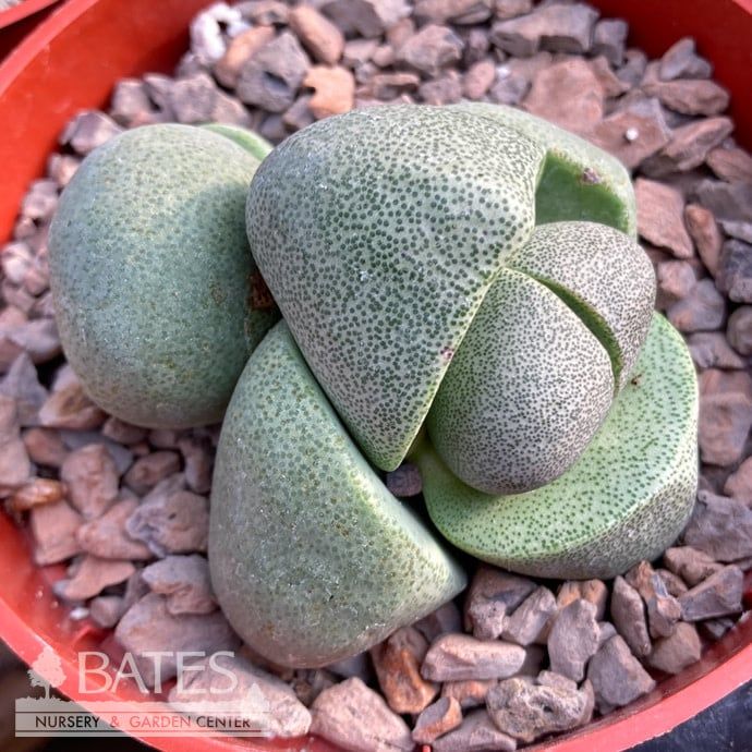 4p! Pleiospilos / Giant Split Rocks Succulent /Tropical