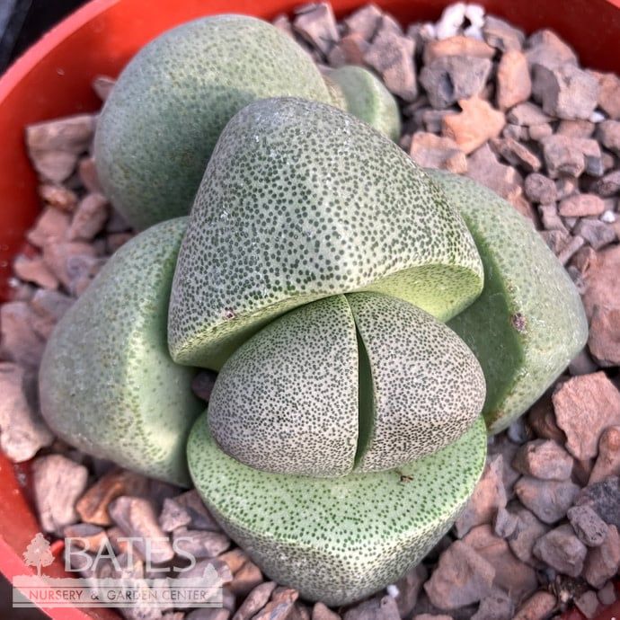 4p! Pleiospilos / Giant Split Rocks Succulent /Tropical