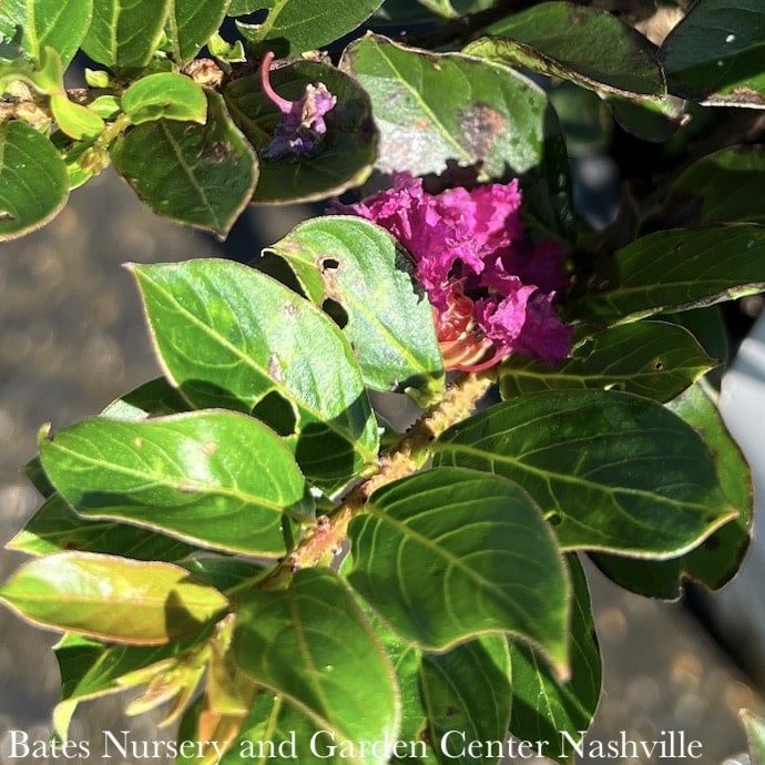 #2 Lagerstroemia Dazzle Me Pink/ Light-pink Dwarf Crape Myrtle