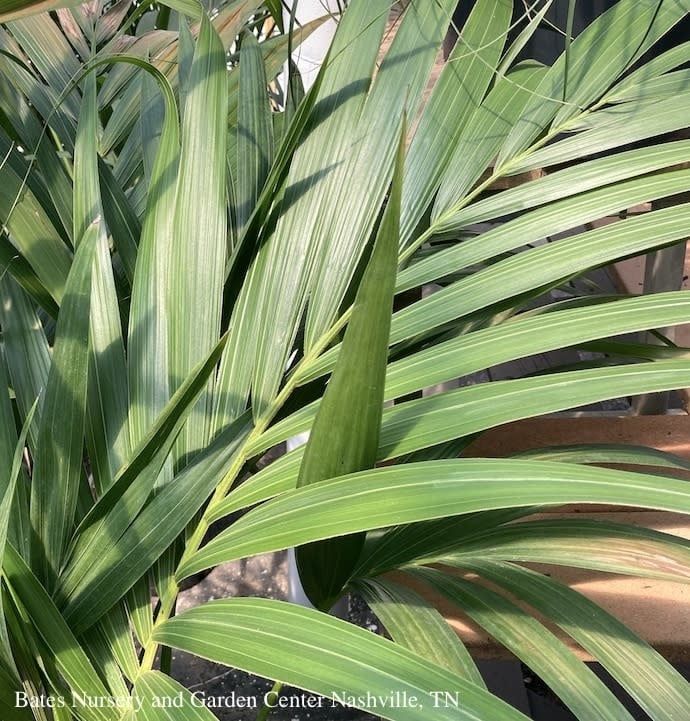 8p! Howea for / Kentia Palm /Tropical