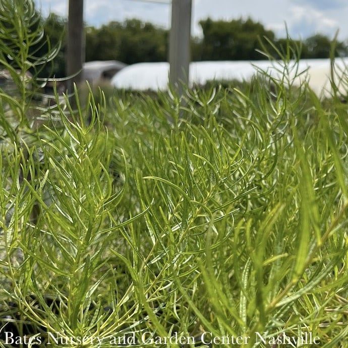 #1 Amsonia hub String Theory/ Bluestar Native (R)