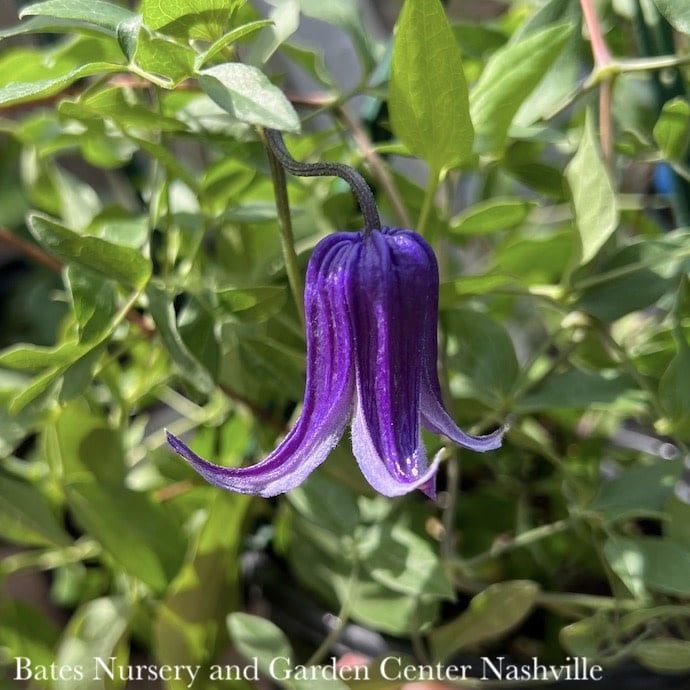 #1 Clematis x Roguchi/ Purple Non-vining