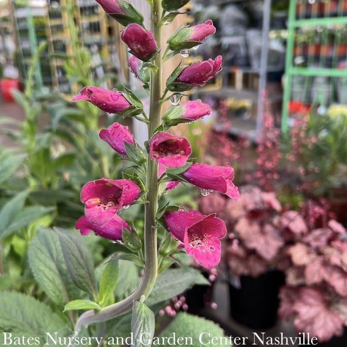 #1 Digitalis x PW Arctic Fox Rose/ Foxglove