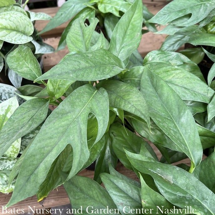 6p! Pothos Epi Baltic Blue /Devil&#39;s Ivy /Tropical