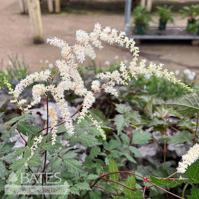 #1 Astilbe x arendsii Moccachino/ White