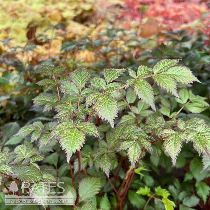 #1 Astilbe x arendsii Moccachino/ White