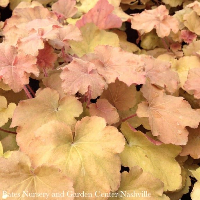 #1  Heuchera vill Caramel/ Coral Bells Native (TN)