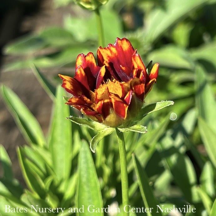 #1 Coreopsis x PW UpTick 'Red'/ Compact Tickseed