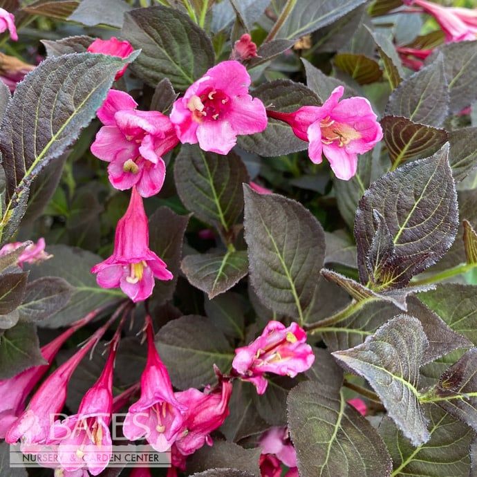 #2 Weigela flor Coco Chill/ Compact