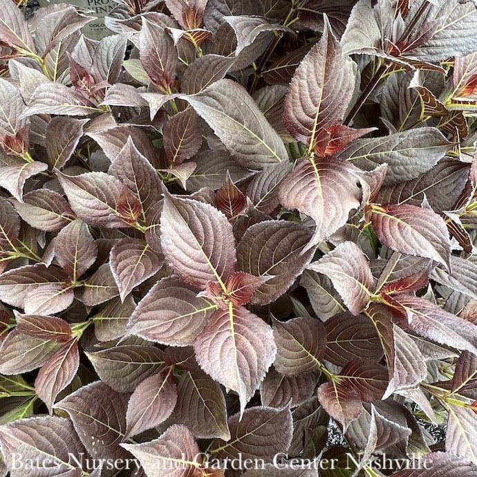 #2 Weigela flor Coco Chill/ Compact