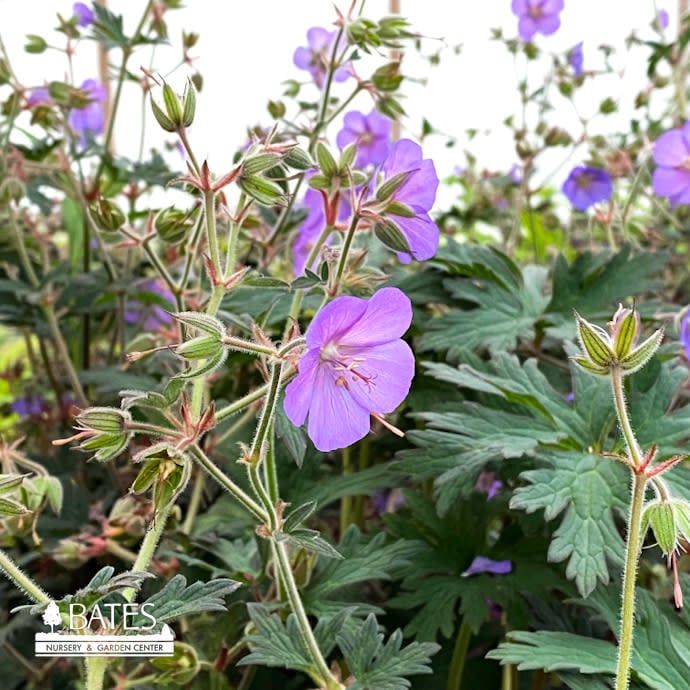 8P Geranium pratense PW Boom Chocolatta/ Dark Leaf Cranesbill
