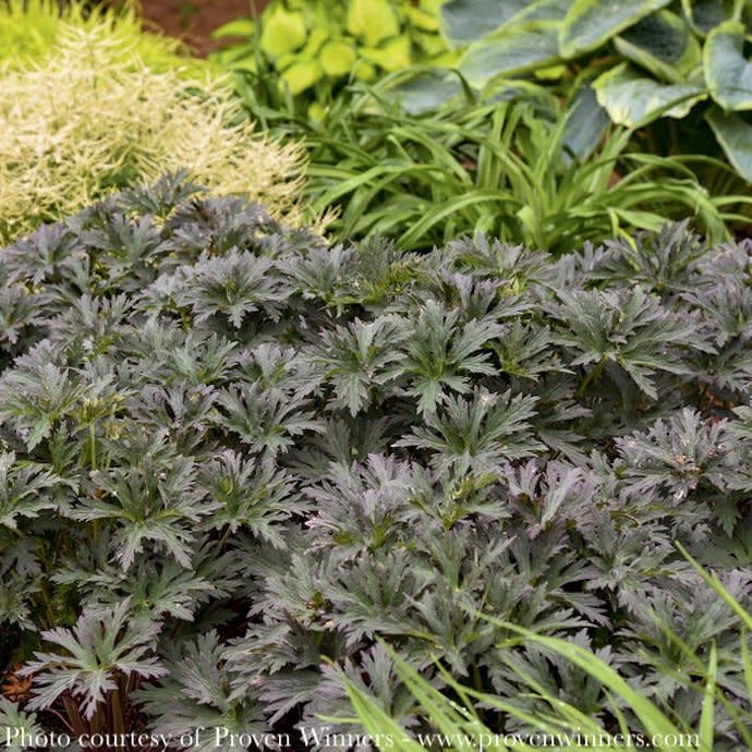 8P Geranium pratense PW Boom Chocolatta/ Dark Leaf Cranesbill