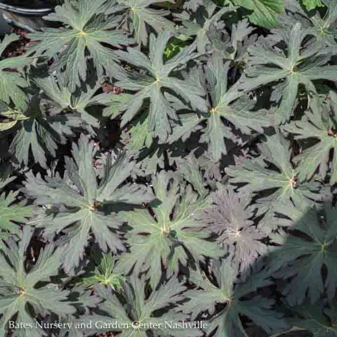 8P Geranium pratense PW Boom Chocolatta/ Dark Leaf Cranesbill