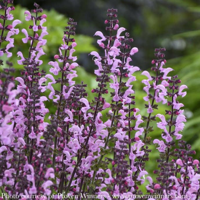 #1 Salvia hybrida PW Color Spires &#39;Pink Dawn&#39;