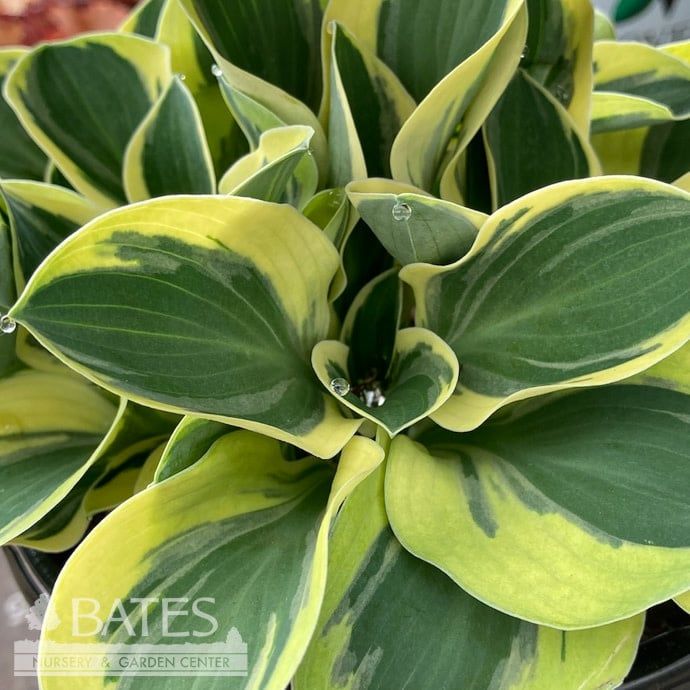 #1 Hosta Funny Mouse