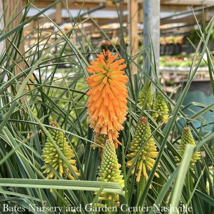 #1 Kniphofia Pyromania &#39;Orange Blaze&#39;/ Red Hot Poker