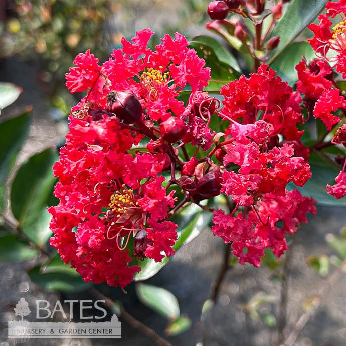 #2 Lagerstroemia Red Rooster/ Red Semi-dwarf Crape Myrtle