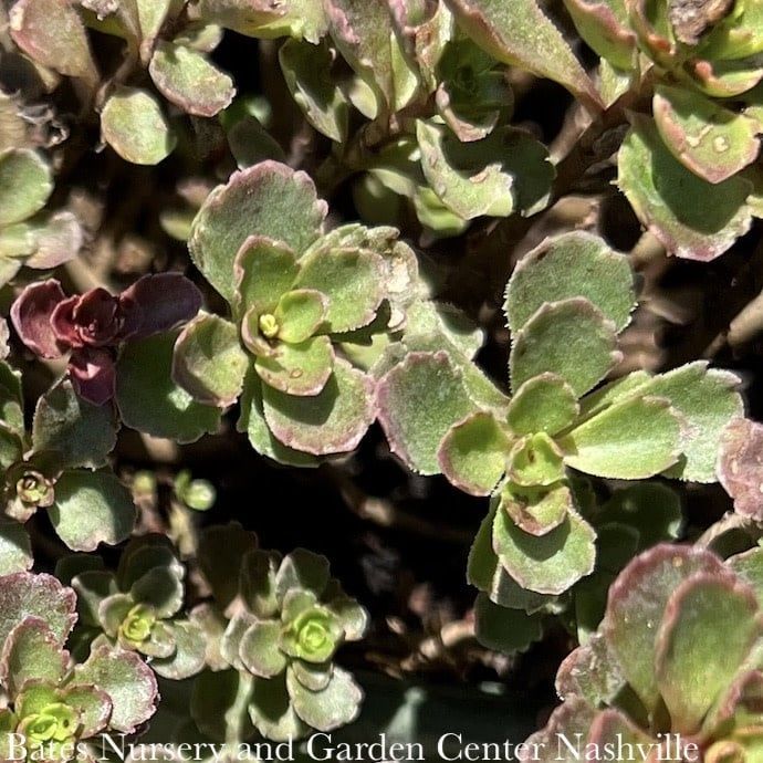 #1 Sedum spurium Spot On &#39;Pink&#39;/ Stonecrop