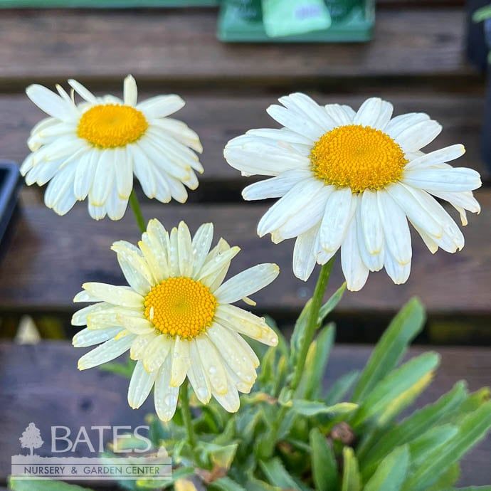 #1 Leucanthemum x superbum Western Star Gemini/ Shasta Daisy