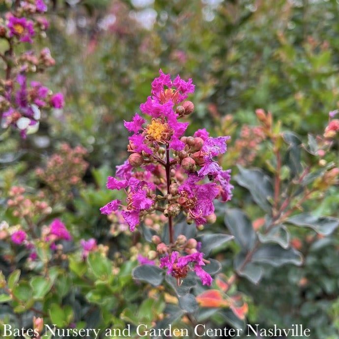 #2 Lagerstroemia Purple Cow/ Medium-purple Semi-dwarf Crape Myrtle