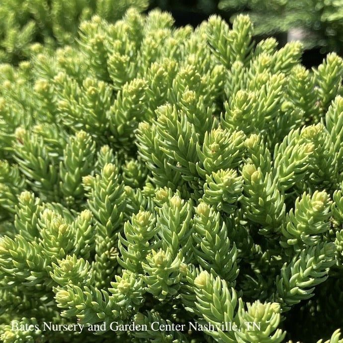 #2 Cryptomeria japonica SL Dragon Prince/ Compact Globe Japanese False Cedar