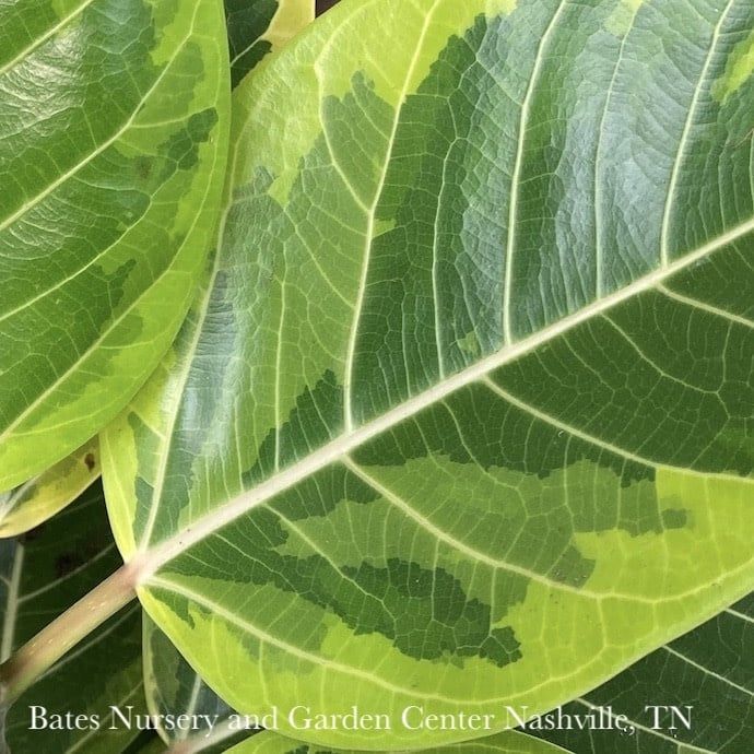 10p! Ficus Altissima Yellow Gem Variegated BUSH /Tropical