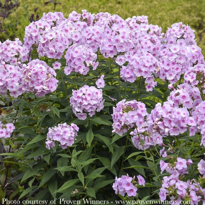 #1 Phlox pan PW Luminary &#39;Opalescence&#39;/ Tall Pink Garden Native (TN)