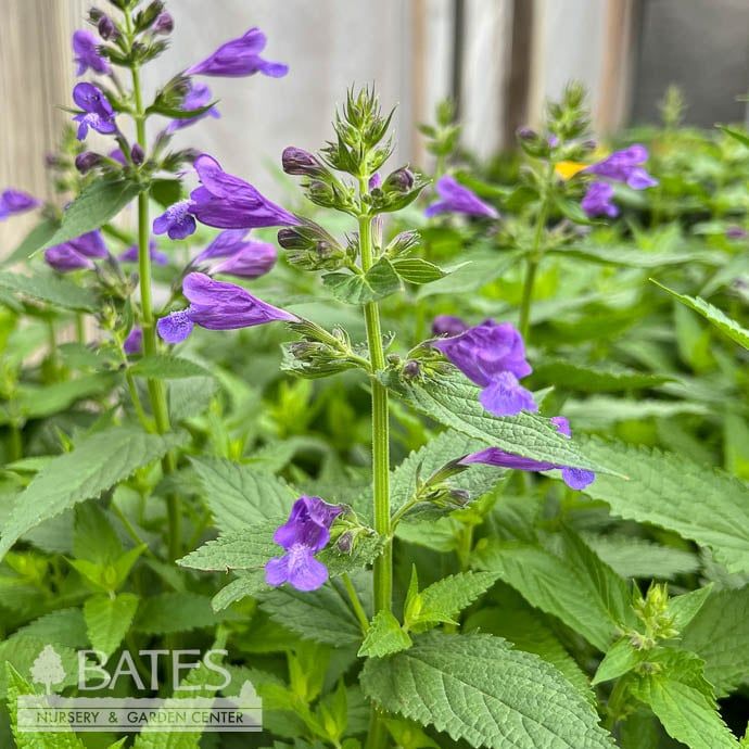 #1 Nepeta Prelude Purple/ Catmint