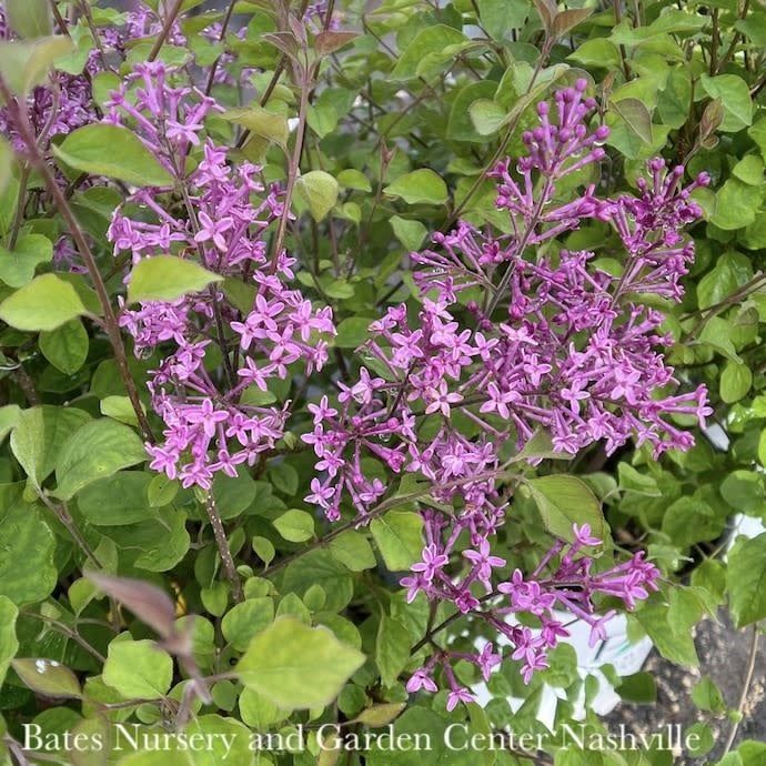 #5 Syringa Bloomerang Dark Purple/ Reblooming Lilac