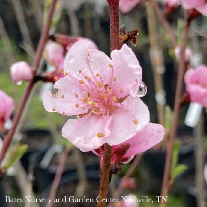 Edible #10 Prunus persica Contender/ Semi-dwarf Self-fertile Peach