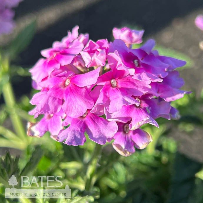 #1 Verbena peruviana Endurascape &#39;Pink Bicolor&#39;/ Annual Not Hardy