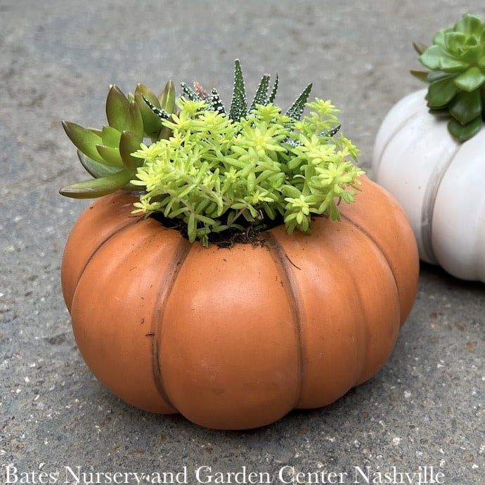 4.5P Heirloom Pumpkin w/ Succulents