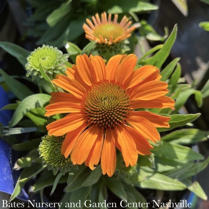 #1 Echinacea x Prima &#39;Saffron&#39;/ Gold Coneflower