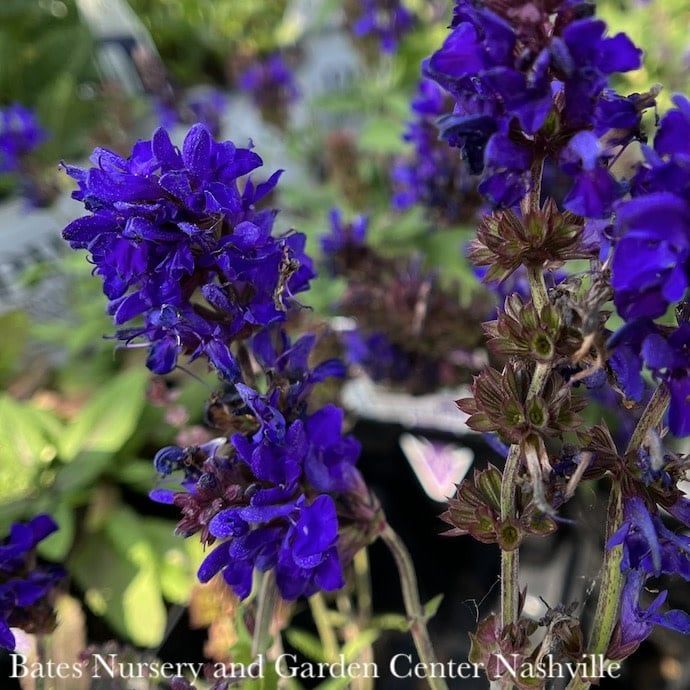#1 Salvia nem Dark Matter/ Meadow Sage