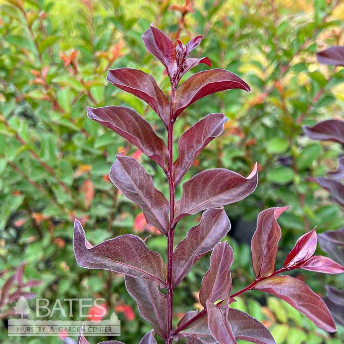 #5 Lagerstroemia Delta Fusion/ Dark Pink Semi-dwarf Crape Myrtle