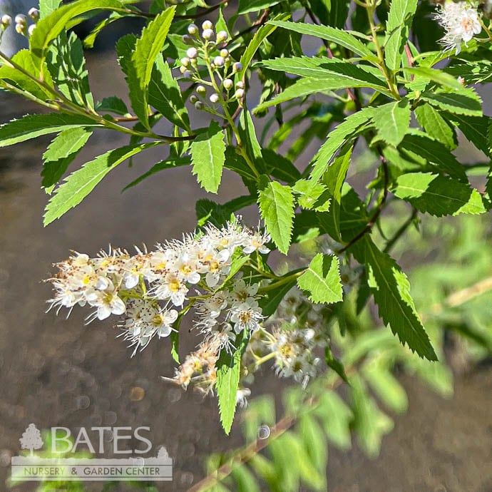 #3 Spiraea alba/ White Meadowsweet Native (TN)