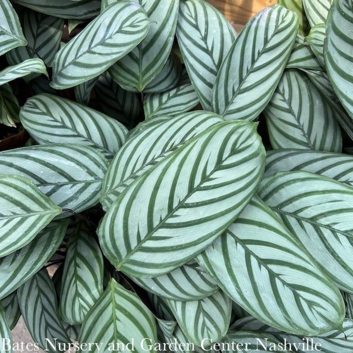 5.5p Ctenanthe oppenheiniana /Never Never Plant /Tropical