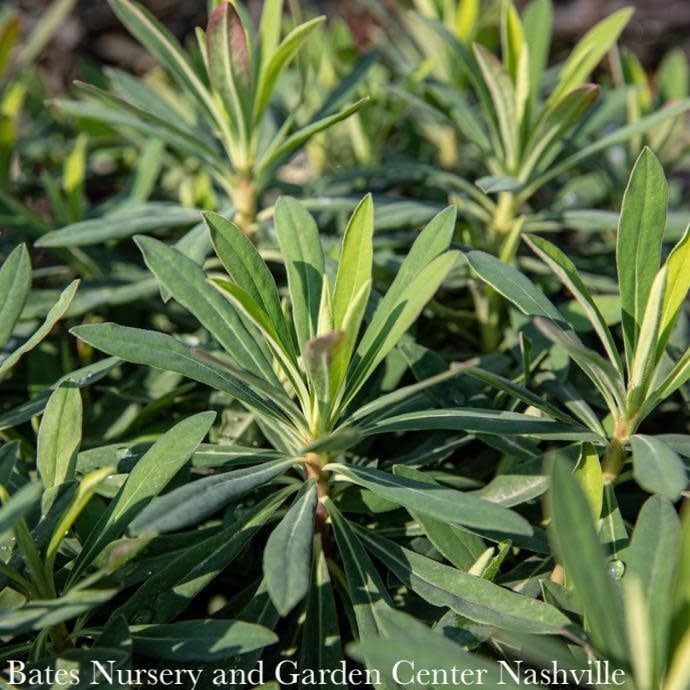 QP Euphorbia Ruby Glow/ Wood Spurge