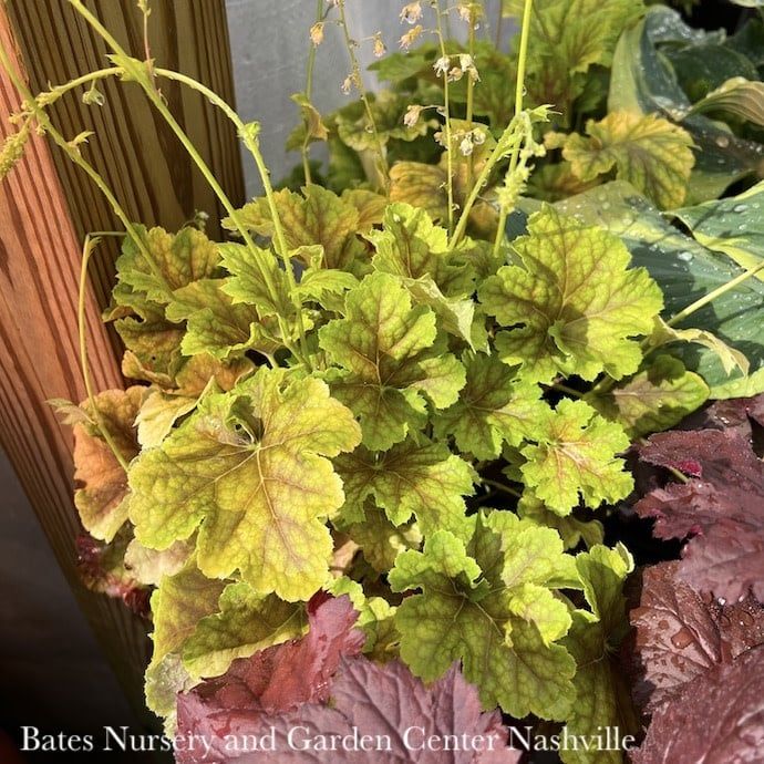 #1 Heuchera x Happy Flames/ Coral Bells