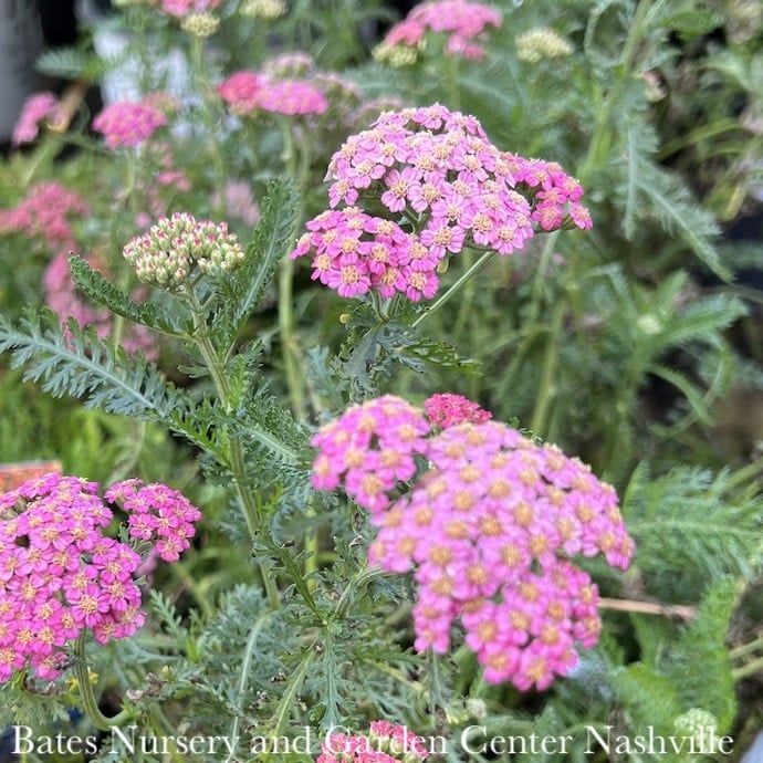 #1 Achillea mill New Vintage Rose/ Yarrow Native (TN)